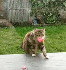 This can make it harder for their humans to make sure they get the nutrients they need. Cat Brings Flowers To Her Neighbors Everyday From Her Garden