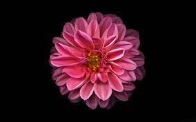 Pretty Pink Wallpaper Dahlia Flower Flower Wallpaper