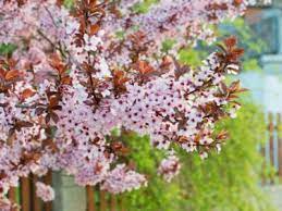 The krauter vesuvius purple leaf plum (prunus cerasifera 'krauter vesuvius') is a deciduous plant that's known for its moderate growth and purple water: What Is A Purple Leaf Plum Learn About Growing Purple Leaf Plum Trees