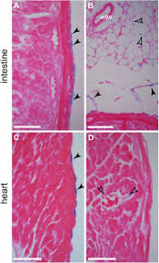In places, a thin layer of simple squamous epithelium called mesothelium covers adventitia on the external surface. Wt1 Expressing Cells Contribute To Mesoderm Derived Tissues In Intestine And Mesentery In Two Distinct Phases During Murine Embryonic Development Biorxiv