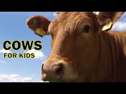 Mfw Unit 13 Cow Farm Animals Preschool Farm Animal Videos Farm Animal Crafts