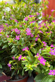 Image result for Cuphea