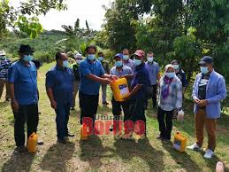 Langkah berikutnya setelah penanaman adalah proses setelah menanam kok langsung panen? Dua Petani Di Bekenu Berjaya Tanam Pokok Durian Berkualiti Tinggi Utusan Borneo Online