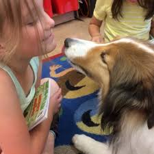Becoming Therapy Dogs Midway Through Life