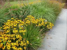 Fountain grass is a very delicately textured plant that adds a soft touch to the garden. Pennisetum Hameln And Karley Rose And Rudbeckia Make A Summery Combo And Can Take The Seaside Air Fountain Grass Ornamental Grasses Growing Grass