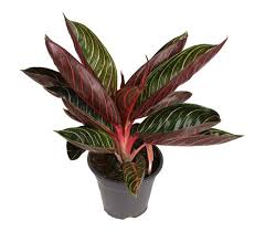 Bunga keladi hias terbaru 2020 cara menanam nama jenis aglonema dan namanya kembangnya menawan begini merawat tanaman sri rejeki peace lily perawatannya buah. 23 Jenis Tanaman Aglaonema Dan Cara Merawatnya Blog Ruparupa
