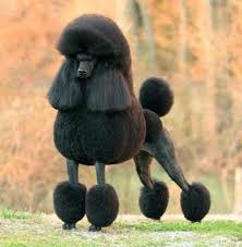 Poodle Kanis 2020 Poodle Kopek Hayvan