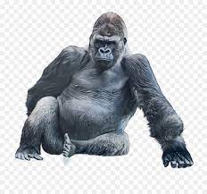 A silver back gorilla sits playing with a baby gorilla in virguna national park rwanda. Western Lowland Gorilla Snout Muscle Sitting