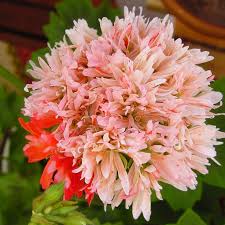 Bev Foster en stjärnpelargon med blommor av äggskalstyp.