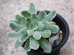 オロスタキス金星と鳳凰 Succulents Space 多肉宇宙 楽天ブログ