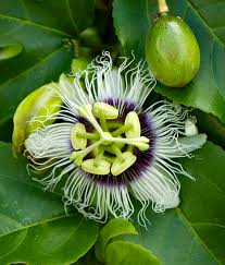 Image result for Passiflora edulis