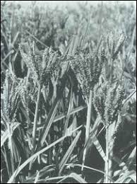 Image result for Eleusine africana