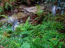 Maybe you would like to learn more about one of these? Mike Roess Gold Head Branch State Park Florida Hikes
