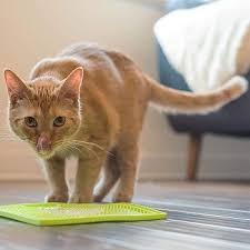 You know how pets react when their food looks different. Best 5 Cat Slow Feeders To Slow Down Eating In 2021 Reviews
