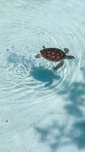 Pin By Adriana Valenzuela On Wallpaper Turtle Wallpaper Cute Animal Photos Baby Animals Pictures