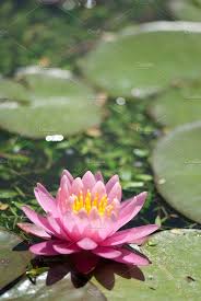 Lily Pad Flower Lily Pads Flower Photos Lily