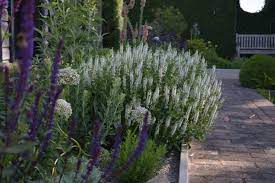 The winter hardiness of yellow salvia (s. Four Fantastic Hardy Perennial Salvias Herbidacious