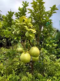 Image result for Citrus maxima