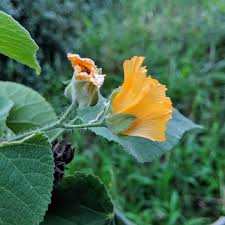 Image result for Abutilon grantii