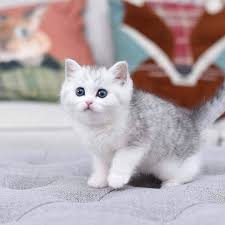 Epingle Sur Chats