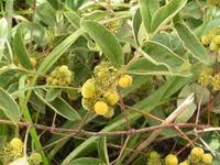 Image result for Vangueria cinerascens