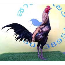 Bentuk sayap panjang karena ukuran dari pengkolan kedua sampai ke ujung lebih panjang daripada badan. Harga Telur Ayam Pama Ninja Terbaru Juli 2021 Biggo Indonesia