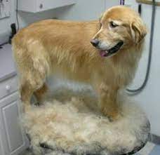 Pin On Pet Care
