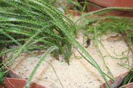 Image result for Gethyllis