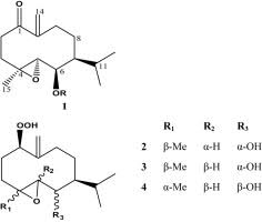 Image result for Ptycholobium contortum