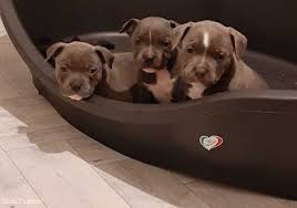 For the best experience, we recommend you upgrade to the latest version of chrome or safari. 5 Stunning Energetic Kc Blue Registered Staffordshire Bull Terriers Puppies For Sale Loftus North Yorkshire Nomtimes Uk