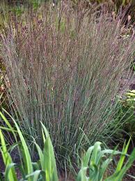 Image result for Schizachyrium sanguineum