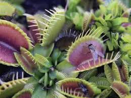 Найдите больше постов на тему venus fly trap. Stretch Activated Ion Channels Identified In The Touch Sensitive Structures Of Carnivorous Droseraceae Plants Elife