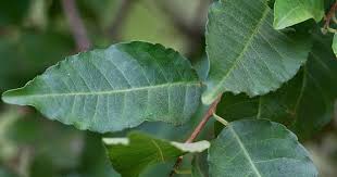 Image result for Spirostachys