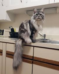 Magical, meaningful items you can't find anywhere else. 12 Maine Coon Cats Gaint In Size Make Your Cat Look Tiny Reckon Talk