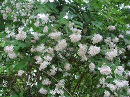 Beautybush A Common Name For Large Growing Deciduous Shrub With Beautiful Flowers Harvey Cotten Al Com