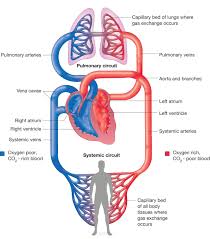Systemic And Pulmonary Circuits Circulatory System Human