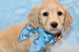 Texarkana Texas Police to Recognize City's Founding