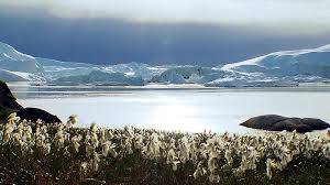 Grönland ist die größte insel der erde und ist zu ca. Gronland Wo Aus Jagern Bauern Werden Euroblick Br Fernsehen Fernsehen Br De