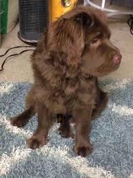 Take advantage of our puppysearch or leisurely browse our directory of hundreds of dog breeds, dog breeders, dogs for adoption, and puppy for sale listings with photos and detailed descriptions. Columbus Oh Cocker Spaniel Meet Charlie Bear A Pet For Adoption