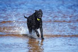 Image result for curly coated retrívr