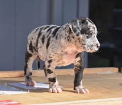 Available American Pitbull Terrier Premium Pitbull