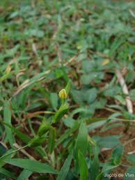 Image result for Zornia glochidiata