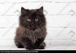 The fluffy kitty blog inspires. Young Black Fluffy Kitten Royalty Free Photo 23512808 Panthermedia Stock Agency