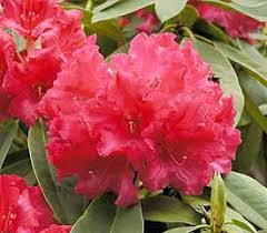 Plant Descriptions Hybrid Rhododendrons Rhododendron Plant Rhododendron Azaleas
