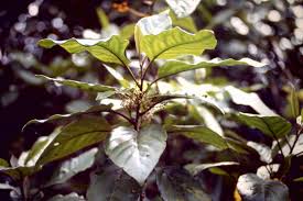 Image result for Heritiera