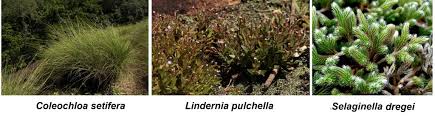 Image result for Coleochloa setifera