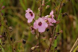 Image result for Sopubia mannii