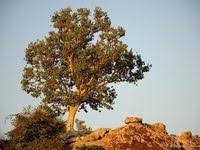 Image result for Ficus tettensis