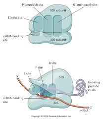 Ribosome Primary Site Of Protein Synthesis Biology Lessons Medical Laboratory Science Biochemistry