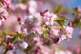 Cherry trees can become infected control brown rot on dwarf cherry trees by pruning away all diseased leaves, twigs, fruits and flowers. Cherry Trees Perfect For Small Gardens Rhs Gardening